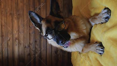 German Shepherd is lying on bed on yellow blanket with glasses and looks smart.