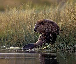 Beaver