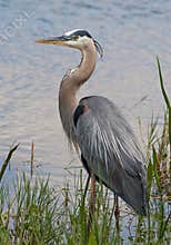 Great Blue Heron