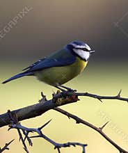 Beautiful Blue Tit.
