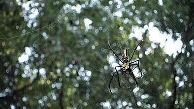 A close up shot of golden orb weaver spider eating a bee stuck on its web. Nephila pilipes ,northern golden orb weaver or giant