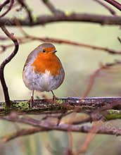 British Robin