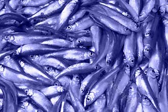 Fishing time. Fish abstract on bright trendy background. Modern design. Conceptual, contemporary bright work
