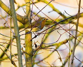 Small cute robin among branches