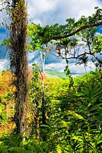 Tropical forest in Cuba
