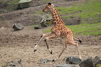 Running young giraffe