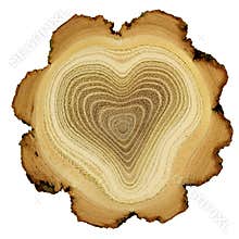 Heart of tree - growth rings of acacia tree - cros