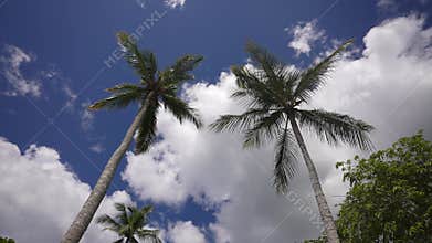View of the coconut Palm Trees Passing by Under Sunny Blue Skies. Wide Shot of Driving with Camera Looking up at Palm