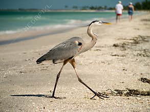 Great Blue Heron on Captiva Florida Beach
