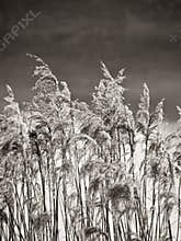 Dry grass in the wind