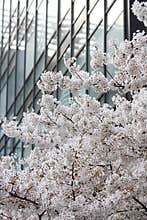 White cherry blossoms in the CBD compete to open.