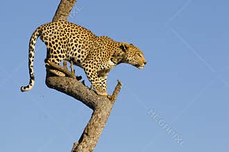 Leopard in tree, South Africa