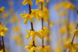 The splendid vertical flowering of the plant as it approaches the sun`s rays