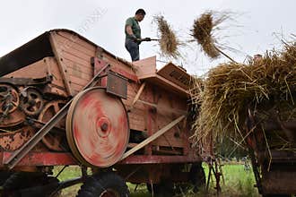 Treshing Rye with a historic treshing machine