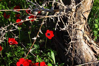 Wild red Anemone flower blooms against old tree. Life and nature