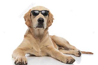 golden retriever dog lying down and being cool