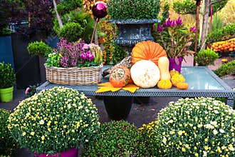 Outdoor autumn flower decoration on table, different yellow and orange pumpkins, white mums - chrysanthemum - flowers in baskets