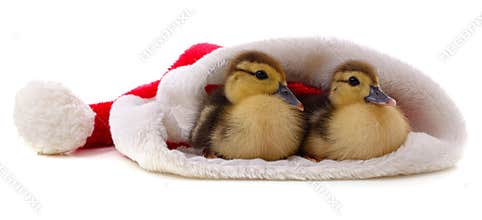 Ducklings in a Christmas hat