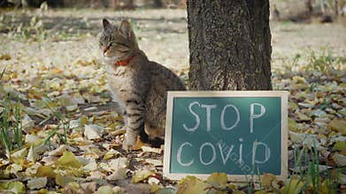 Striped cat sitting near sign with inscription stop covid in world without people