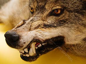 Snarl of wolf