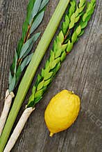 Lulav and Etrog