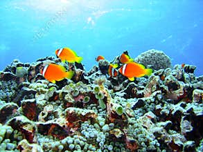 Coral reef fish