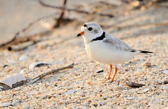 Piping Plover