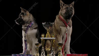 Two proud dogs American Akita champions sit on the sides of three won cups in the studio on a black background. Both