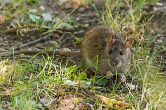 A Brown Rat Looking for Food in the Forest