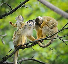 Squirrel monkeys with their babies