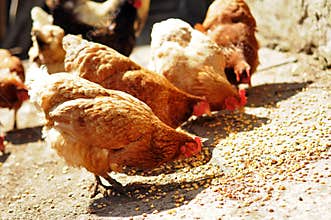 Several farm chickens eating corn in countryside