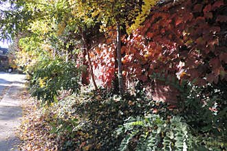 A Sidewalk edge covered with fall nature in downtown Toronto