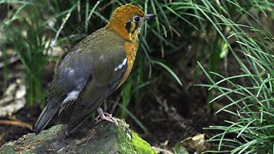 Beautiful yellow bird in nature. Bird cleaning its feathers