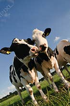 Chatting Cows