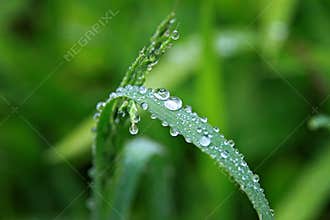 Droplets on green vegetation
