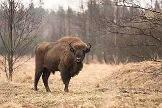 Bison