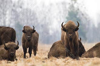 Bison