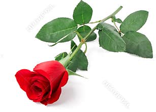 Branch of red rose