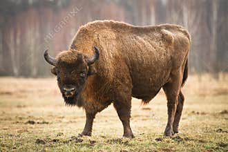 Wisent
