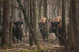Bisons