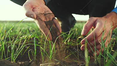 Farmer hand. man farmer working in the field inspects the crop wheat germ natural a farming. business agriculture