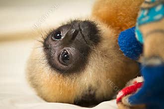 Gibbon baby