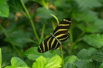 Zebra longwing butterfly