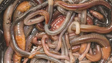 Many earthworms crawling togather closeup footage