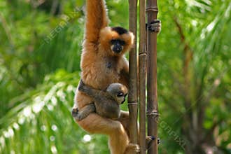 Monkeys