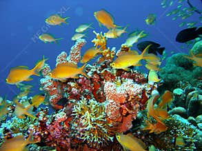 Coral reef fish