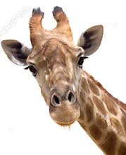 Giraffe closeup