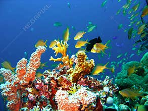 Coral reef fish