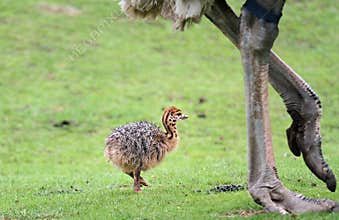 Ostrich Chick