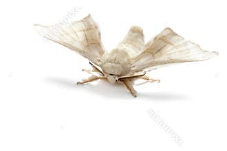 Butterfly white of silkworm silk worm isolated